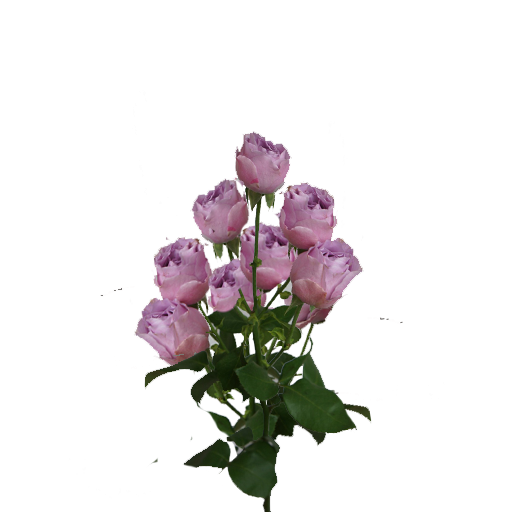 Лавандэр Баблс